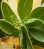 Coremelogi